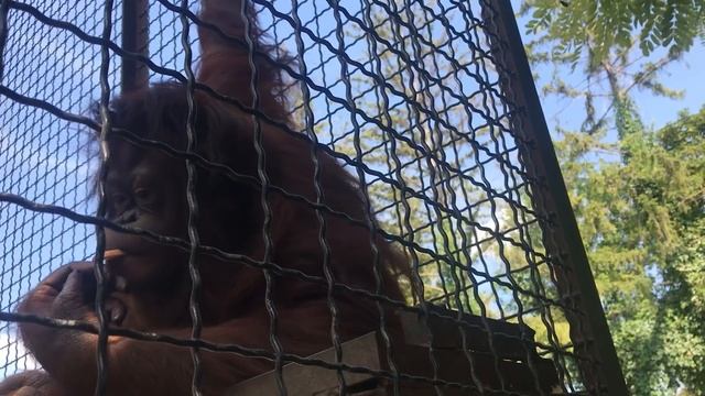 Дана захотела телефон) Тайган Orangutan Dana. Taigan