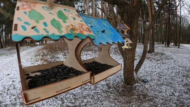 Санкт-Петербург Синицы в парке Александрино 2022 11 24 смотреть онлайн