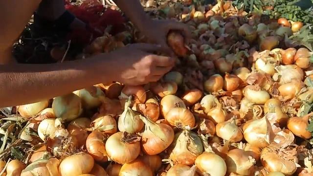 Уборка, лук на перо Штутгартен из севка 2017 смотреть онлайн