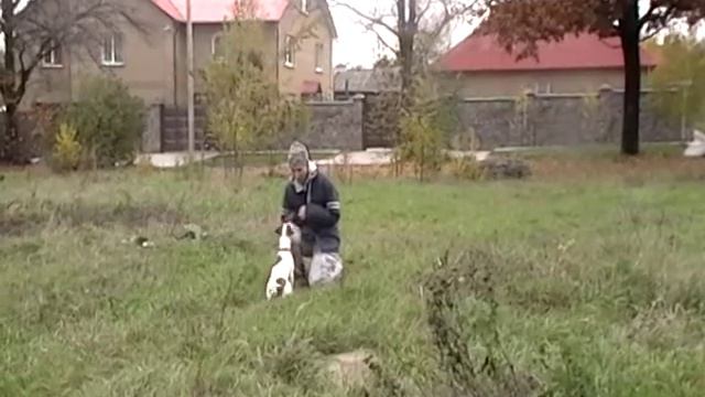 Джек-рассел терьер Марли, 8 мес смотреть онлайн
