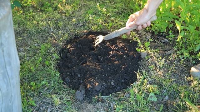 Сажаем Котовник для Заварки Чая смотреть онлайн