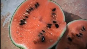 Арбуз Шуга Бэби. Описание. Выращивание. Подкормки. Попробуйте и Вы вырастить этот ранний сорт.