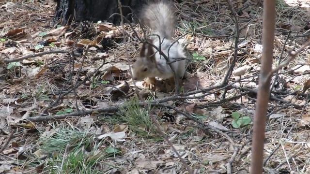 Белка меняет зимнюю шубку на летнюю, Squirrel molts in spring смотреть онлайн