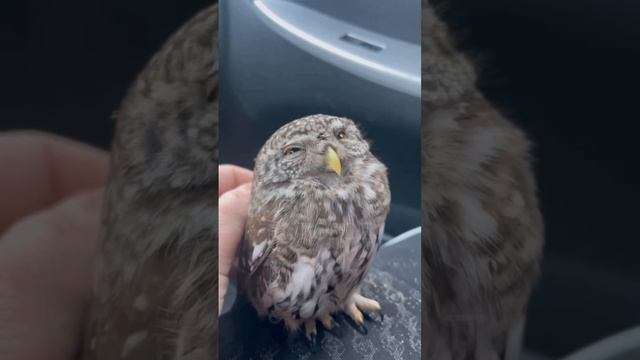 А вы знали как выглядит воробьиный сыч? смотреть онлайн