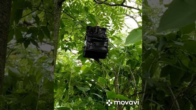 поползень обедает из кормушки смотреть онлайн