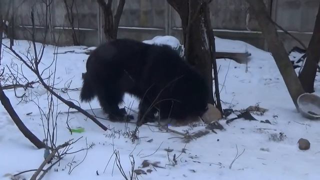 дайте собакам мяса смотреть онлайн