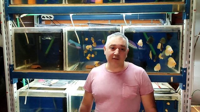 #Дискусы #Почему Умирает Малёк #РешениеПроблем смотреть онлайн