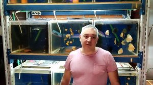 #Дискусы #Почему Умирает Малёк #РешениеПроблем