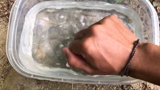 catch colorful fish, koi fish, ornamental fish and millions of other animals смотреть онлайн
