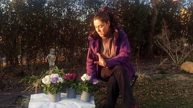 primula obconica смотреть онлайн