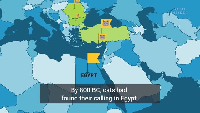 How Domestic Cats Spread Around The World смотреть онлайн