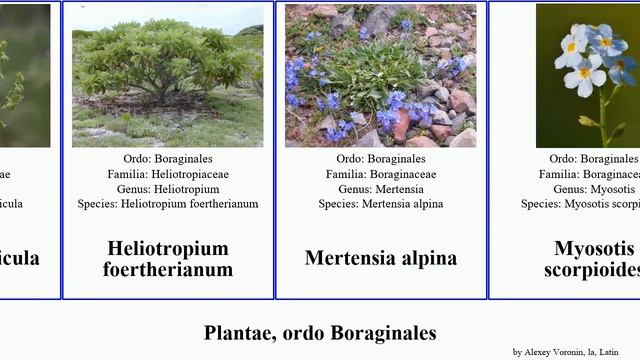 Plantae, ordo Boraginales plants alpina officinalis arvensis giganteum Onosma Anchusa Myosotis You смотреть онлайн