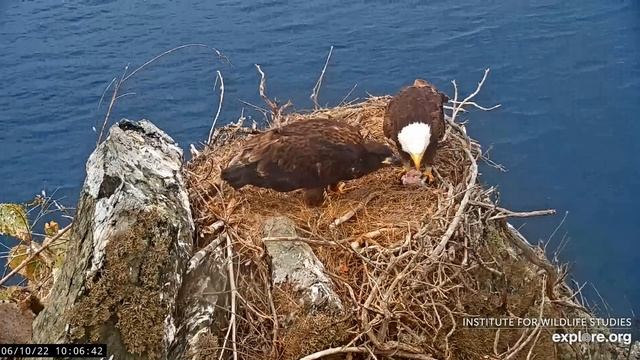 06-10-22 Two Harbors Bald eagles; Chase's fly-bys with stick, fish tug-o-gulp with Lancer. смотреть онлайн