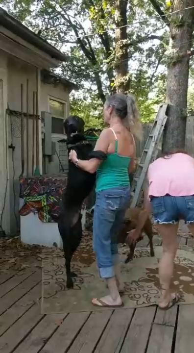 Ревнивый пёс смотреть онлайн