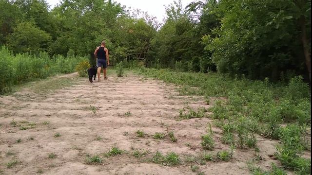 Восточно-европейская овчарка Джюля 8мес дрессировка! смотреть онлайн