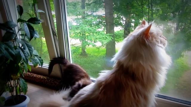 Maine Coons: giant and baby.Мейн-куны:гигант и малышка. смотреть онлайн