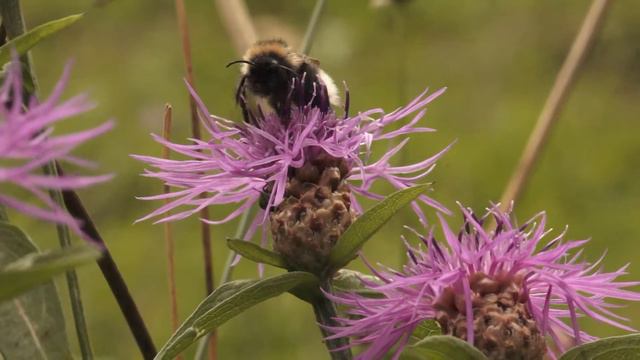 For Video Editing Free Footage  Flowers 078