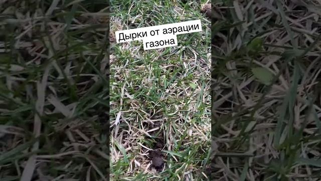Эффективный способ спасти газон - это его аэрация #аэрация #газон #дача смотреть онлайн