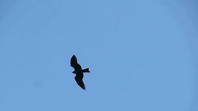 Полёт коршуна смотреть онлайн