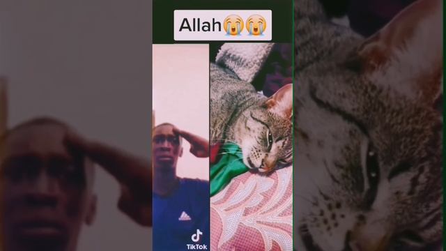 Кот заговорил ... ❤️? #Ислам #Аллах #АллахуАкбар смотреть онлайн