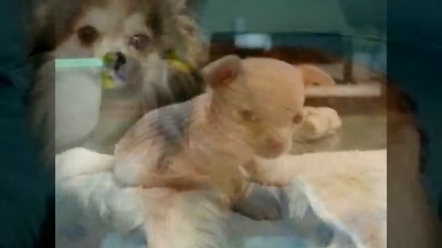 Cha cha cha chihuahua song смотреть онлайн