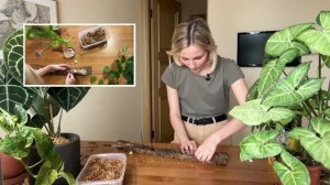 Как сделать опору для растения? /DIY тотем для комнатных растений / опора своими руками со мхом