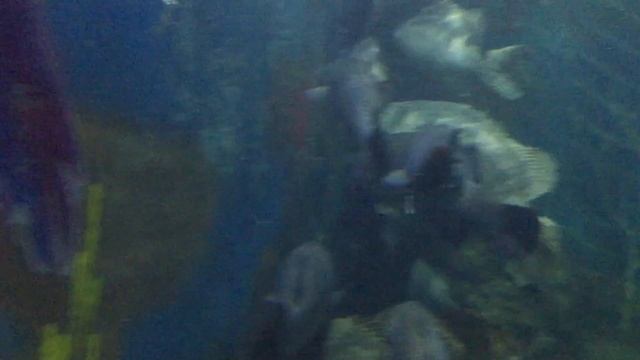 Аквариум Vinpearl Land. Фукуок. Вьетнам. Часть 2. Aquarium Vinpearl. Phu Quoc. Vietnam. Part 2. смотреть онлайн