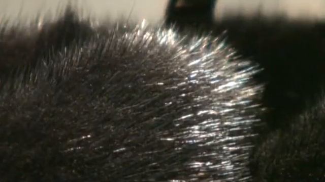 AP Shuba 2014 смотреть онлайн