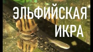 Икра улитки ЭЛЬФ. Улитка СПИКСИ отметала икру | Caviar of the ELF snail.