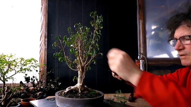 My "Too Little Leaf" Ficus benjamina, The Bonsai Zone, Jan 2021 смотреть онлайн