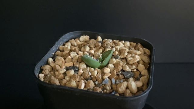 アガベ・チタノタ (黒帝斯)ハデス_芽-003｜agave titanota hades смотреть онлайн