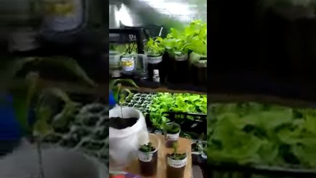 Флокс смотреть онлайн