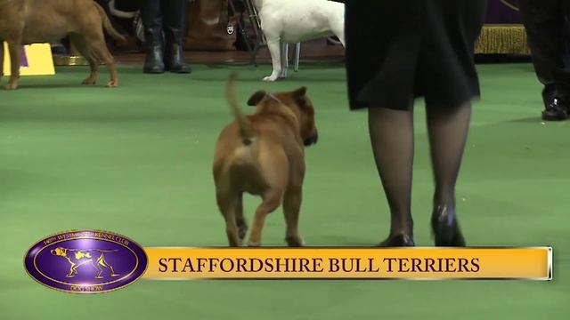 Staffordshire Bull Terrier Westminster Kennel Club Dog Show 2016 смотреть онлайн