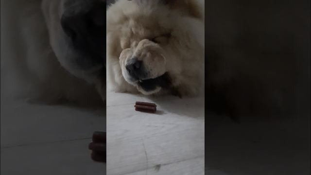 Медвежонок показывает характер ради лакомства, или пищевая агрессия🙈 смотреть онлайн