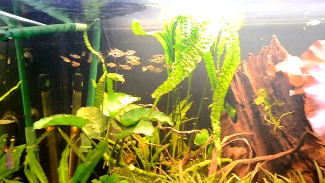aquarium type asiatique, puntius denisonii, rasbora espei, pangio kuhlli смотреть онлайн