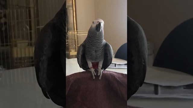 Говорящий попугай жако Моняшка начинает говорить имя хозяйки) смотреть онлайн