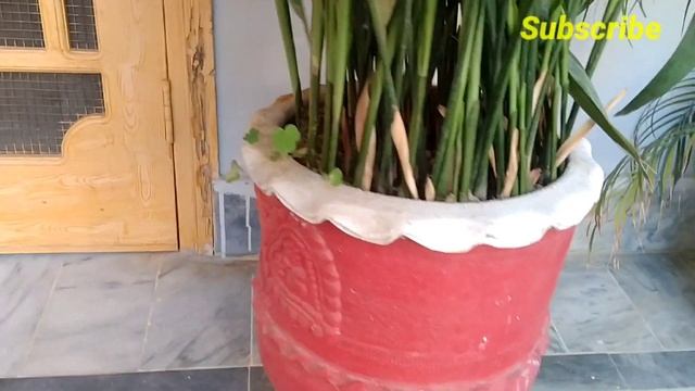 How To Care And Propagation Aspidistra Elatior Plant/Cost Iron Plant||Aspidistra Elatior Growing.