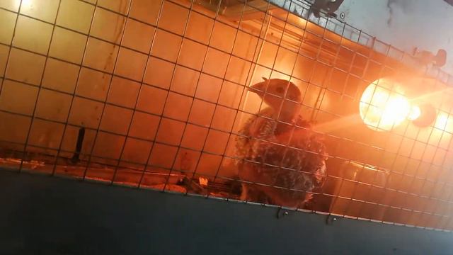 Индюшонок сел на лапы смотреть онлайн