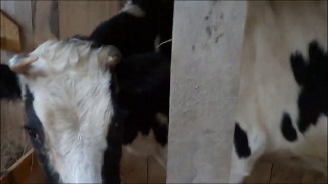 МЕЧТА СБЫВАЕТСЯ//КУПИЛИ КОРОВУ смотреть онлайн