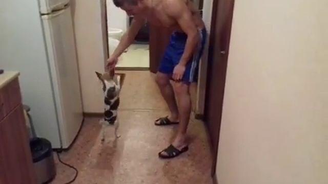 Обучение собаки ходьбе на задних лапах смотреть онлайн
