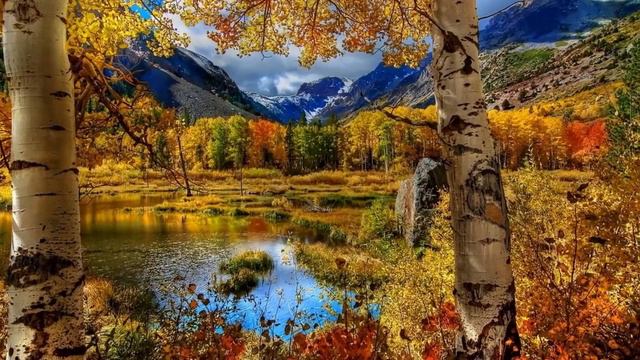 _Шальная ночь_ исп. А. Тарасенко смотреть онлайн