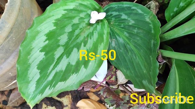 Online plant sale/ Thai variety caladium/ calathea -( Rs=50),x-mas caladium= 40rs. смотреть онлайн