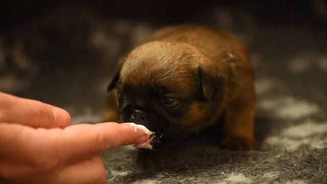 Ukki puppies 20 days смотреть онлайн