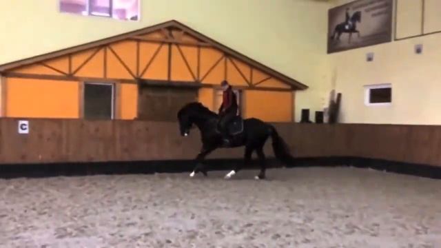Paganini 2006 UWB dressage stallion for sale смотреть онлайн