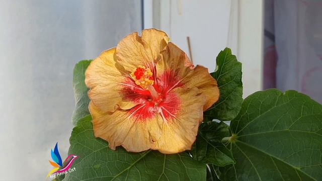 #Мойсеянец20054_2 гибискуса не такой как родители ? (hibiscus seedling is not like parents) смотреть онлайн