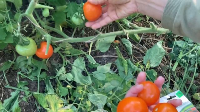 Томат «Оранжевый Земледелец» F1 от фирмы Партнер. Выращен в теплице. смотреть онлайн