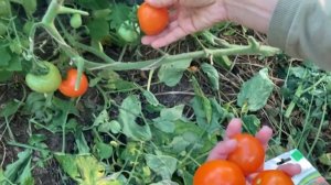 Томат «Оранжевый Земледелец» F1 от фирмы Партнер. Выращен в теплице.