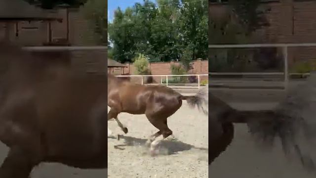 Продажа Ахалтекинских лошадей Sale of Akhal-Teke horses https://akhaltekellc.com смотреть онлайн