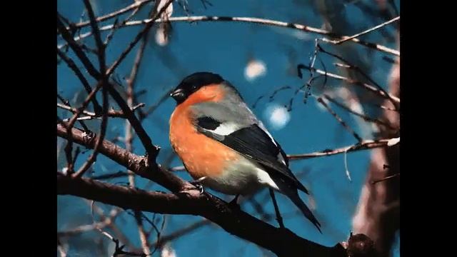 Снегири. Школьный проект. смотреть онлайн