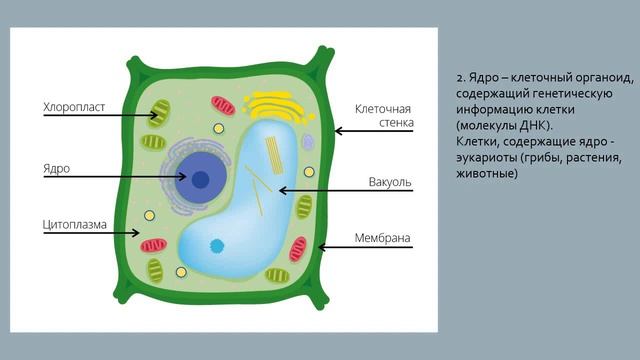 Строение клетки смотреть онлайн